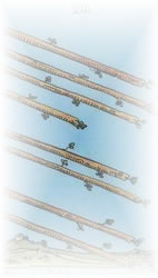 Eight of wands
